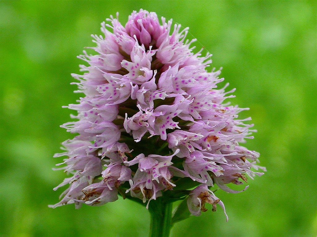 Traunsteinera globosa?